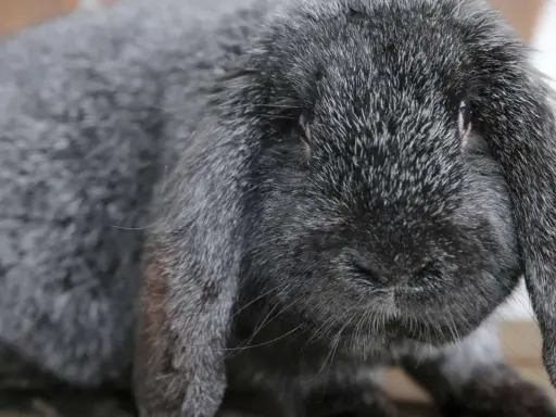 Grauer Meißner Widder mit langen Schlappohren. Ein süßer Hase, den man kaufen kann.