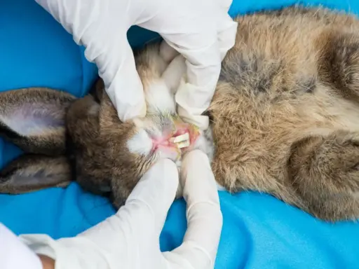 Tierarzt untersucht Kaninchenmaul auf Abszess. Hausmittel können bei leichten Entzündungen helfen, aber bei Verdacht auf Abszess ist professionelle Hilfe nötig.