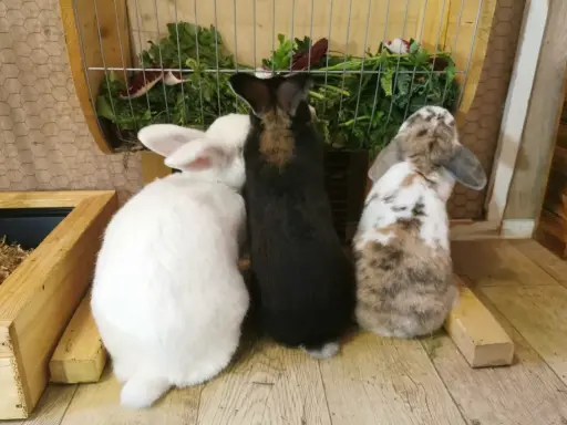 Drei Kaninchen, weiß, schwarz und gefleckt, stehen vor einem Futterkorb mit frischem Grün. Ein perfekter futterplan kaninchen.