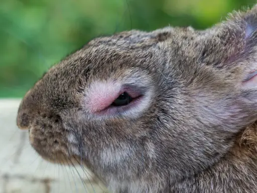 Nahaufnahme eines Kaninchenkopfes mit gereiztem Auge, möglicherweise durch einen Parasiten verursacht.