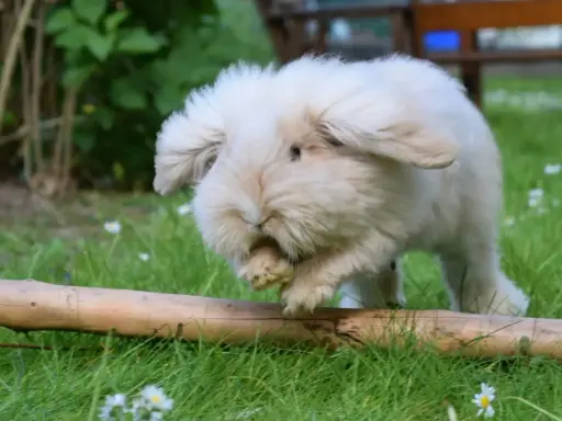 Ein flauschiges Teddy Zwergkaninchen mit langen Ohren hoppelt über eine grüne Wiese mit Gänseblümchen und über einen Ast.