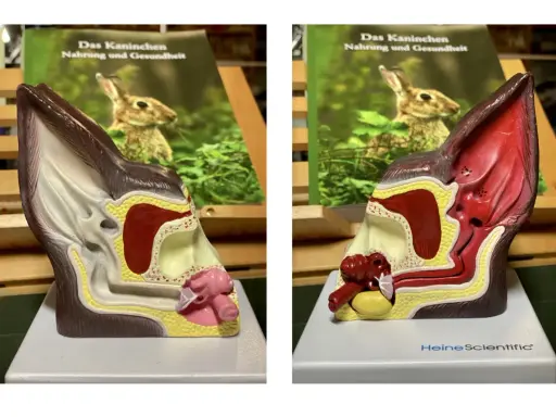 Modell eines Kaninchenohrs, das die Anatomie zeigt. Ein Buch über Kaninchenernährung und Gesundheit ist im Hintergrund zu sehen.