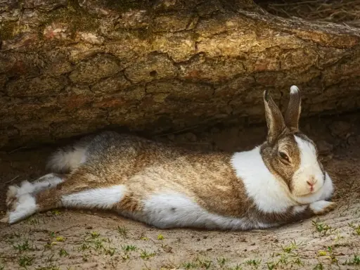 Ein braun-weißes Kaninchen liegt entspannt unter einem Baumstamm.