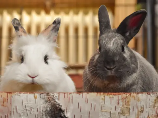 Zwei Kaninchen, ein weißes und ein graues, schauen neugierig über einen Holzrand. Hoffentlich keine kaninchen allergie!