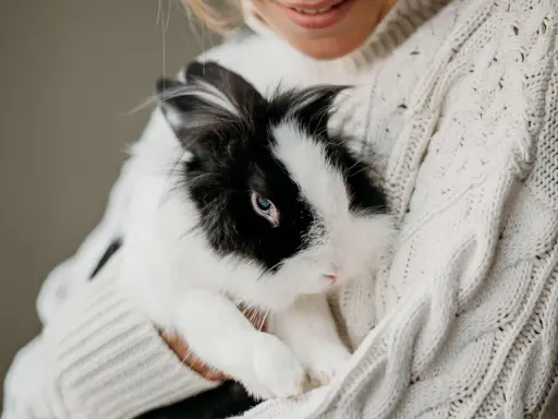 Ein schwarz-weißes Kaninchen kuschelt sich in eine Person, die einen dicken Strickpullover trägt.
