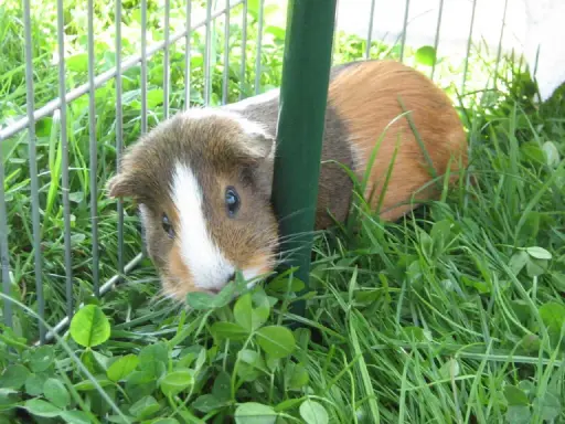 Ein neugieriges Meerschweinchen mit weißer Blesse schaut aus dem Gras hervor. Es ist in einem Gehege, umgeben von grünem Giersch.