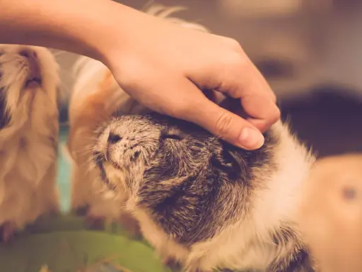 Eine Hand streichelt sanft ein Meerschweinchen. Ein weiteres Meerschweinchen ist im Hintergrund zu sehen.