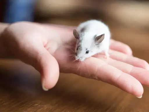 Ein kleines, weiß-graues Maus-Haustier sitzt neugierig auf einer menschlichen Hand.