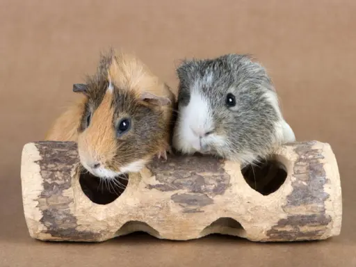 Zwei Meerschweinchen, die sich gut verstehen, schauen neugierig aus einem Holzversteck. Sie sind ein tolles Beispiel dafür, wie gut sich Meerschweinchen vergesellschaften lassen.