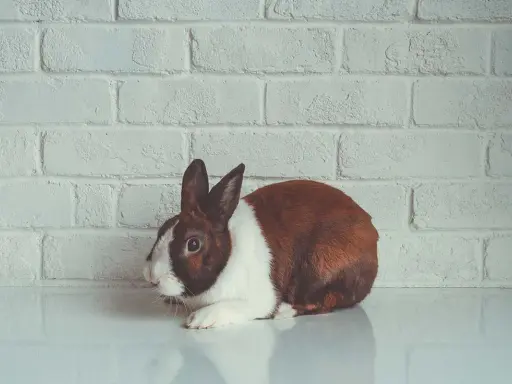 Ein braun-weißes Kaninchen liegt auf einer glatten Oberfläche vor einer weißen Ziegelwand. Seine Augen sind weit geöffnet, ein mögliches Zeichen für Kaninchen Stress Symptome.