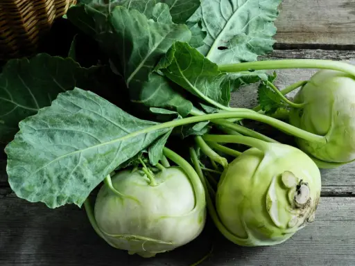 Frische Kohlrabi mit grünen Blättern liegen auf Holz. Vielleicht ein Leckerbissen für ein Kaninchen?