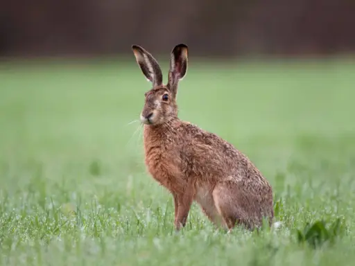 Ein Feldhase sitzt im Gras. Er spitzt die Ohren, als ob er ein leises Fiepen hört.