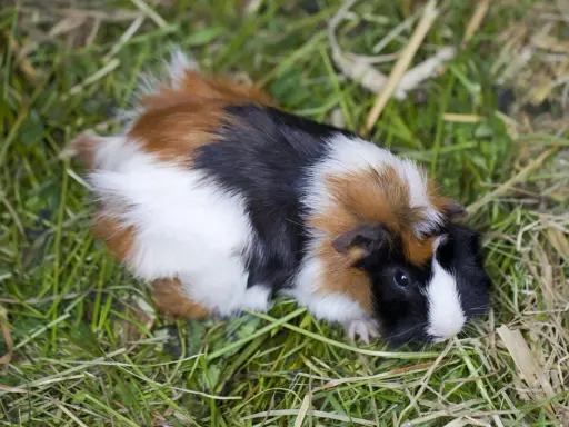 Ein buntes Meerschweinchen mit Fell in Schwarz, Weiß und Braun liegt im Gras. Ein süßer kleiner Schatz für die Meerschweinchen Zucht.