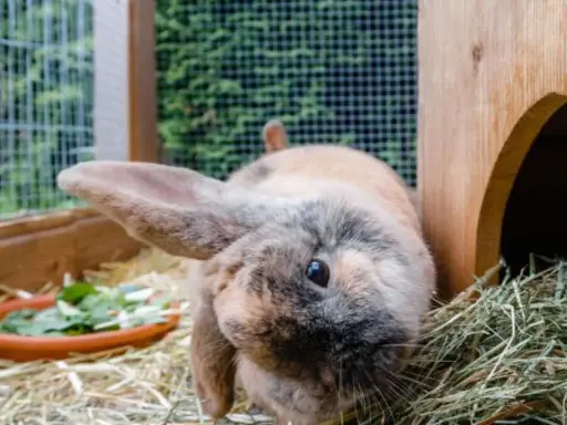 Ein Kaninchen mit langen Ohren schaut neugierig in die Kamera. Neben ihm liegt ein Napf mit frischem Grünzeug, aber er scheint sich mehr für das Heu zu interessieren, obwohl Kaninchen kein Heu fressen.