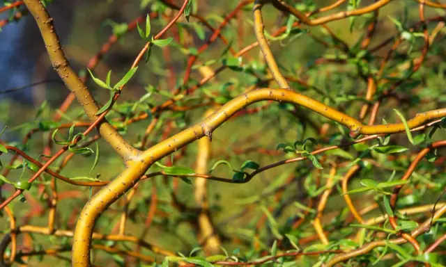 Korkenzieherweide-Äste, die sich wie ein Nest für ein kleines Kaninchen winden.