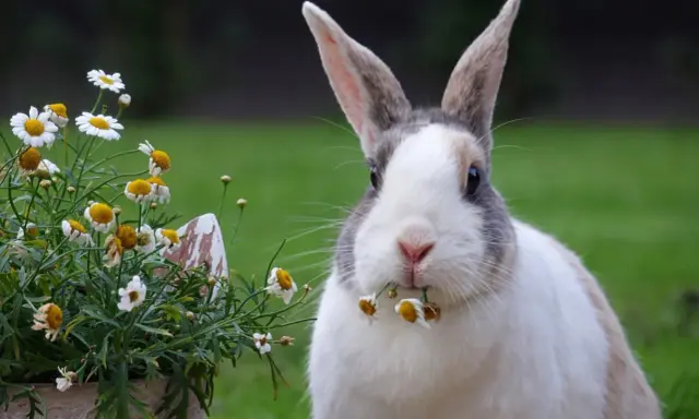 Ein Kaninchen knabbert an Gänseblümchen. Manche Blumen, welche blumen fressen kaninchen nicht, sind giftig.
