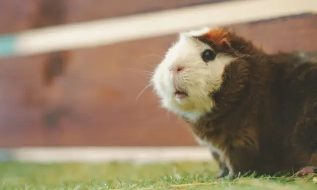 Ein Meerschweinchen mit braun-weißem Fell sitzt auf grünem Gras und schaut neugierig. Es sieht aus, als würde es gleich popcornen vor Freude.