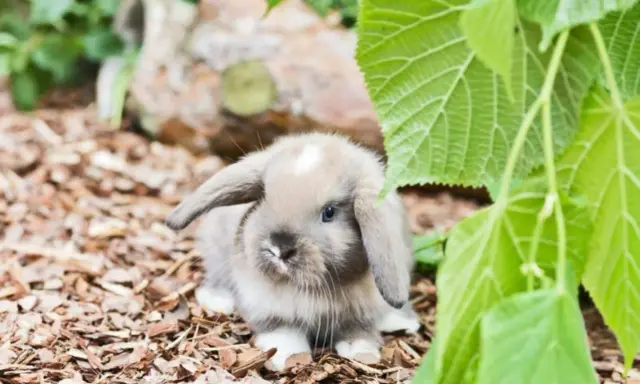 Ein süßer Mini Lop Hase mit Schlappohren sitzt auf Rindenmulch, versteckt unter grünen Blättern.
