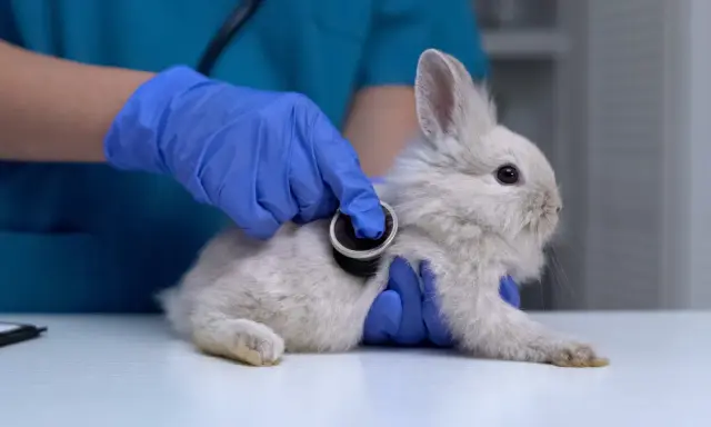 Tierarzt untersucht ein Kaninchen mit Stethoskop. Das Kaninchen sitzt ruhig in der Ecke des Tisches, während die Untersuchung stattfindet.