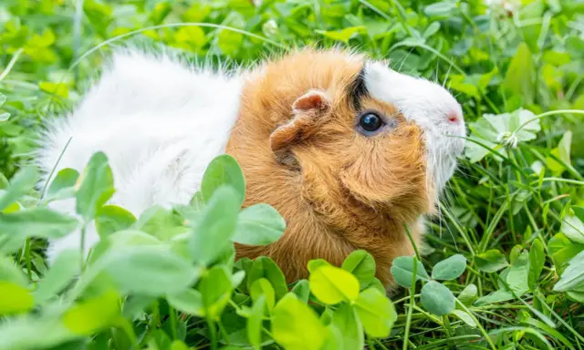 Ein süßes Meerschweinchen mit braun-weißem Fell genießt das frische Grün auf einem sonnigen Balkon.