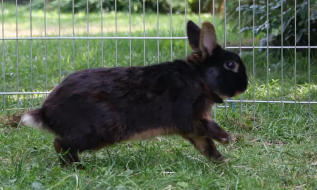 Ein braunes Kaninchen rennt über grünes Gras. Es zeigt, wie kommunizieren Kaninchen durch Körpersprache und Bewegung.