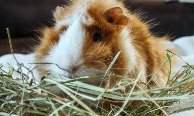 Ein flauschiges Meerschweinchen mit orange-weißer Fellzeichnung ruht in Heu. Wie alt werden Meerschweinchen? Mit guter Pflege können sie 5-8 Jahre alt werden.