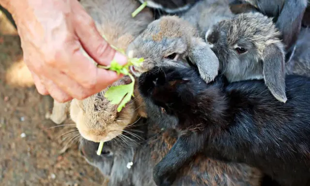 Ein Mensch füttert eine Gruppe Kaninchen mit grünen Blättern. Die Kaninchen sind ganz wild darauf, und es sieht aus, als würden sie gerne auch Tomaten essen.