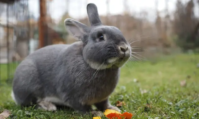 Ein grauer Marburger Feh-Hase sitzt im Gras und knabbert an einem Stück Karotte.