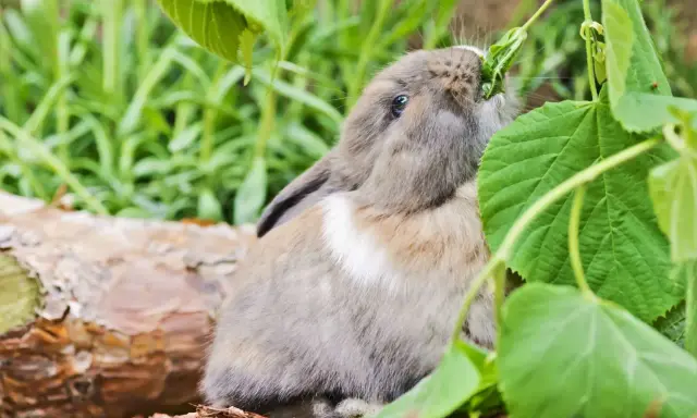 Ein Zwergkaninchen knabbert genüsslich an grünen Blättern. So sieht man, was Zwergkaninchen fressen: frisches Grünzeug!
