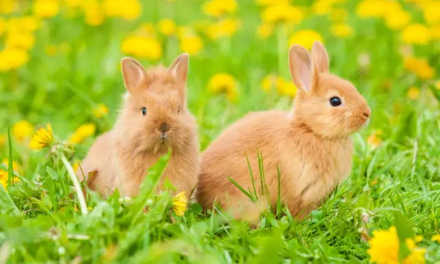 Zwei süße Kaninchen sitzen im Gras, umgeben von gelben Löwenzahnblüten. Ein kleiner Kaninchenrudel im Frühling.