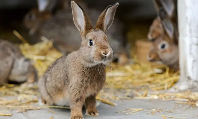 Ein neugieriges, braunes Kaninchen sitzt im Stroh. Im Hintergrund sind weitere Kaninchen zu sehen.