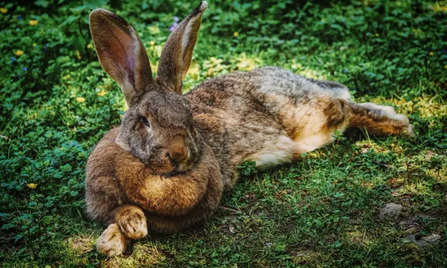 Großes Kaninchen liegt entspannt im Gras. Die langen Ohren sind aufgestellt, ein Zeichen, dass das Kaninchen zu warm anzeigt und versucht, sich abzukühlen.
