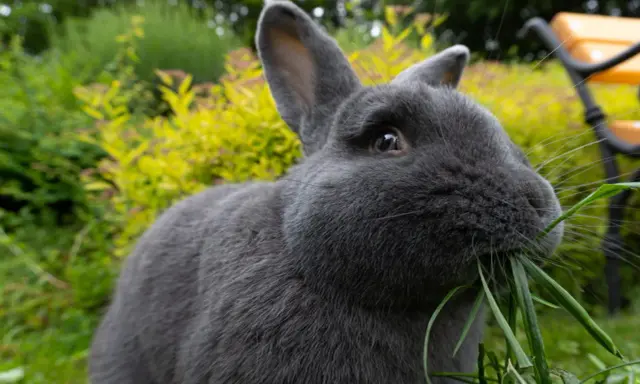 Ein blaugraues Wiener Kaninchen knabbert genüsslich frisches Gras im Garten.