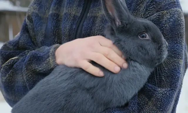 Ein Mann hält ein großes, blaues Lohkaninchen im Arm. Das Tier hat ein dichtes, graues Fell und lange Ohren.