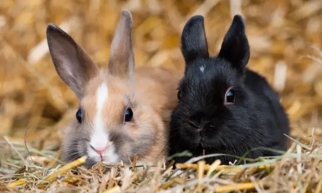 Zwei Zwergkaninchen, ein hellbraunes und ein schwarzes, kuscheln sich im Stroh. Eine Vielfalt an Zwergkaninchen Rassen von A bis Z.