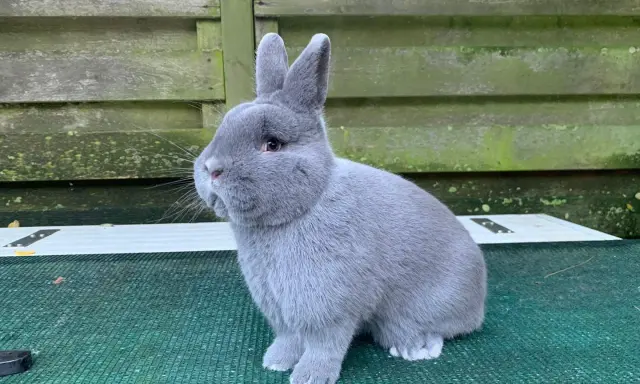 Ein flauschiges, graues Kaninchen mit großen Ohren sitzt auf einer grünen Matte. Es sieht aus wie ein kleines, blaues Holicer-Wesen, das die Welt erkundet.