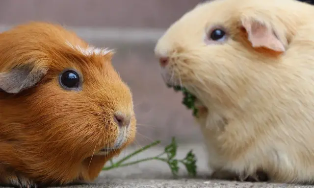 Zwei Meerschweinchen, eines braun, das andere hellbeige, fressen gemeinsam Petersilie. Niemals ein Meerschweinchen alleine halten!