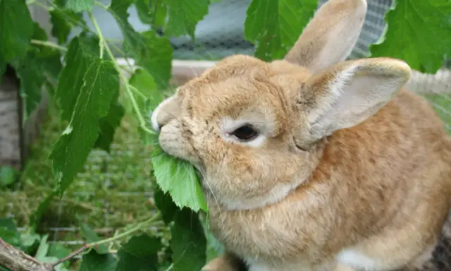 Ein braunes Kaninchen knabbert genüsslich an grünen Blättern. Vielleicht sind es sogar Blätter einer Thuja, die es als Leckerbissen entdeckt hat.