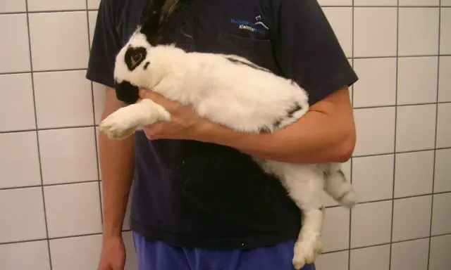 Ein weiß-schwarzes Kaninchen wird gehalten. Es könnte Anzeichen von Aufgasung zeigen, was eine tierärztliche Untersuchung erfordert.