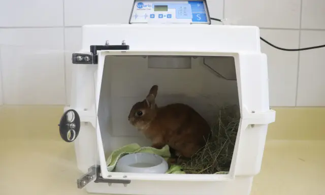 Kleines Kaninchen in einer Transportbox, das ängstlich wirkt. Es sitzt neben Heu und einer Wasserschale.