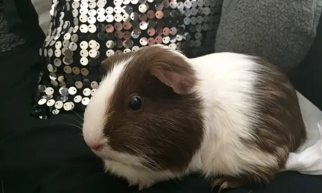 Ein süßes us-teddy Meerschweinchen mit braun-weißer Fellzeichnung sitzt auf schwarzem Stoff neben einer glitzernden Kissen.