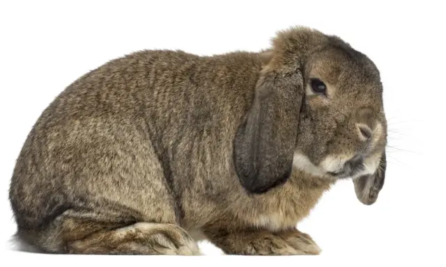 Ein braunes Kaninchen mit Schlappohren, das an ein deutsches Riesen Gewicht erinnert, sitzt auf weißem Hintergrund.