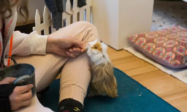 Ein zahmes Meerschweinchen wird von einer Hand mit einem Leckerli gefüttert.