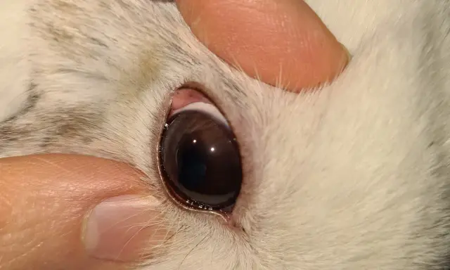 Nahaufnahme des Auges eines Kaninchens. Die Augen sind offen, aber es scheint, dass das Kaninchen tot ist.