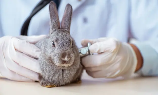 Tierarzt untersucht Kaninchen. Bei Schmerzen ist schmerzmittel kaninchen rezeptfrei eine Option, aber nur nach Absprache.