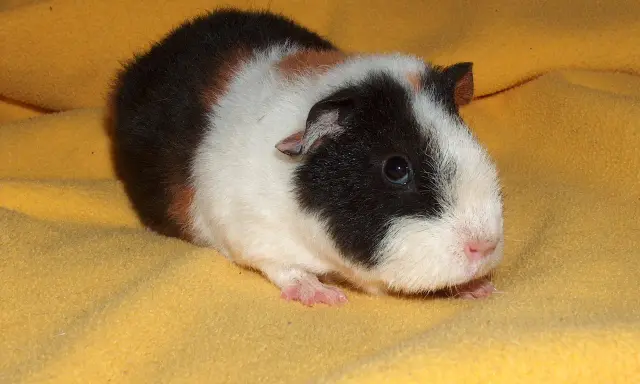 Ein süßes rosetten meerschweinchen mit schwarz-weißer und brauner Fellzeichnung liegt auf einem gelben Stoff.