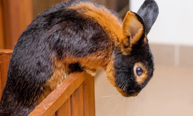 Ein Lohkaninchen mit schwarz-braunem Fell sitzt auf einem Holzsteg. Ein Züchter freut sich über diesen schönen Farbenschlag.
