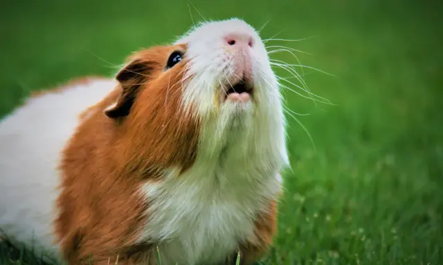 Ein Meerschweinchen mit braun-weißer Fellzeichnung sitzt im Gras und gurrt wie eine Taube.