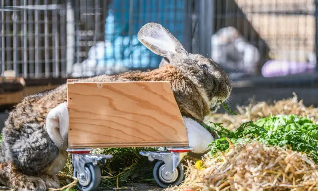 Ein Kaninchen mit einem Rollstuhl frisst genüsslich Grünzeug.