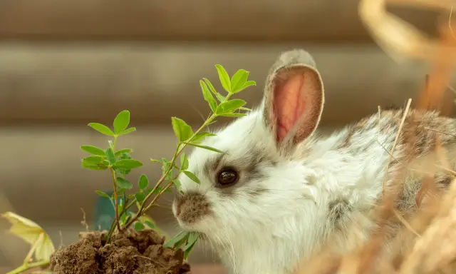 Ein flauschiges Kaninchen knabbert an einer grünen Pflanze. Vorsicht, manche Pflanzen sind giftig und können Kaninchen schaden!